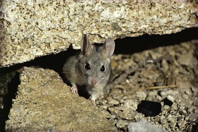 Photo of dusky footed wood rat burried in a rock.