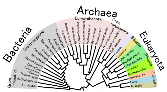 Phylogenetic tree of life.
