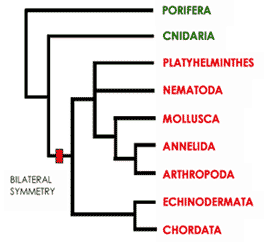 Phylogenetic tree of Animalia.