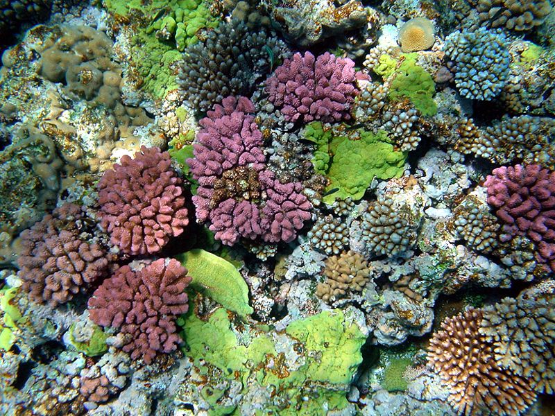 Colorful coral reef, photo from Wikipedia