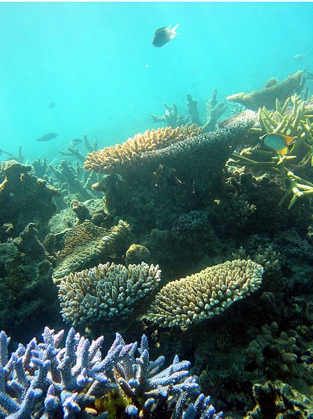 Diverse coral reef, photo from Wikipedia
