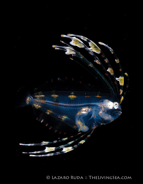 Metamorphosis stage of larval flounder, used with permission, photo by Lazaro Ruda