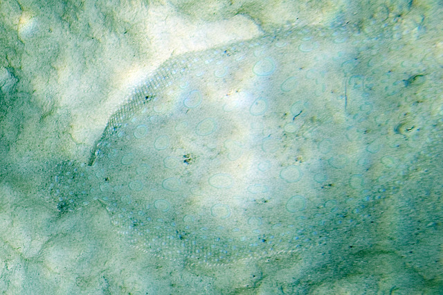 Peacock flounder blending into the ocean floor, from creative commons, by Paul Asman and Jill Lenoble
