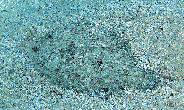 Peacock Flounder buried in the sand, from creative commons, photo by Ken Clifton