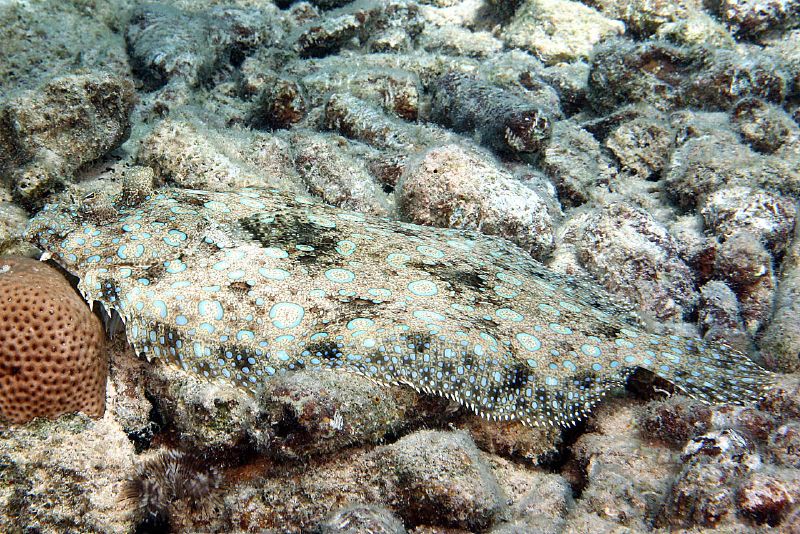 Peacock flounder camouflaging to dark rocks, from creative commons, photo by Kevin Bryant
