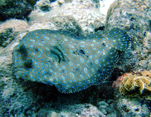 Peacock flounder exhibiting contour swimming, used with permission, photo by Peter Forster