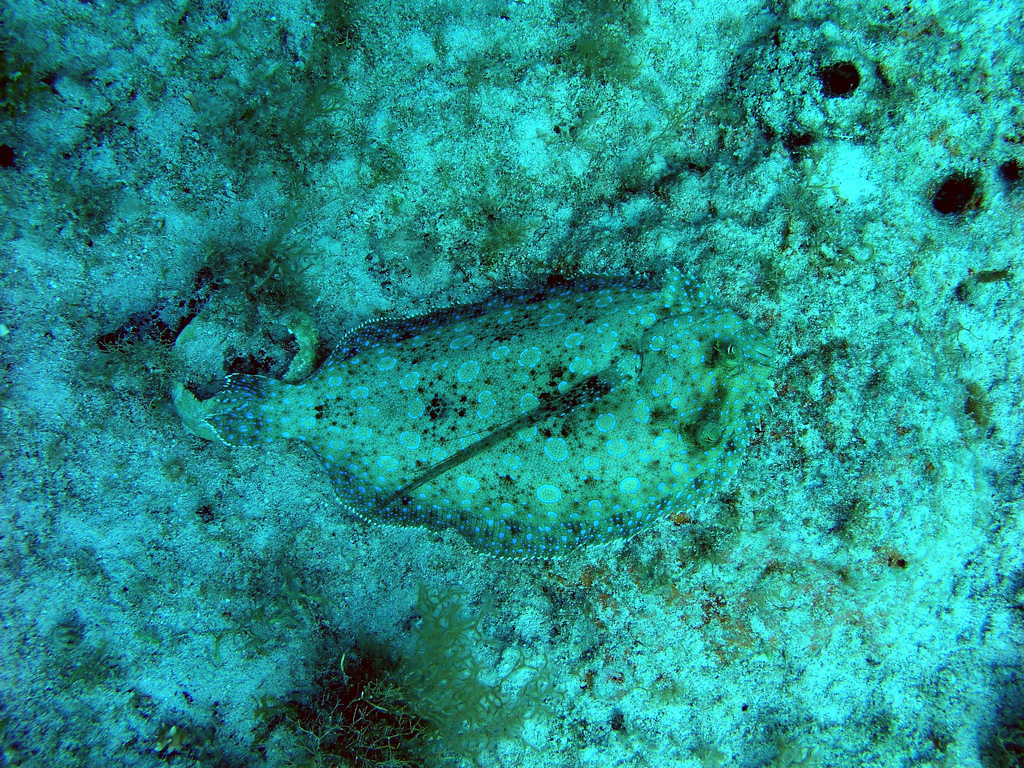 Peacock flounder from above with ocular pectoral fin erect, from creative commons, by NOAA Photo Library