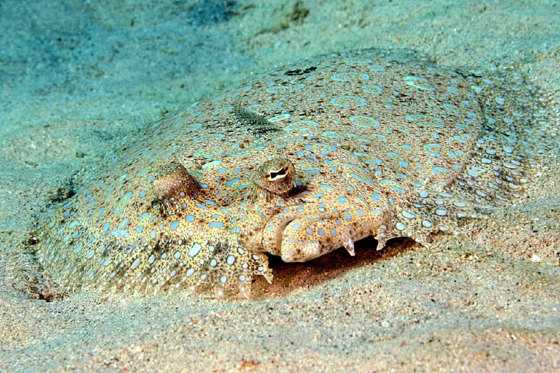 Peacock flounder hiding in the sand, from creative commons, photo by Kevin Bryant
