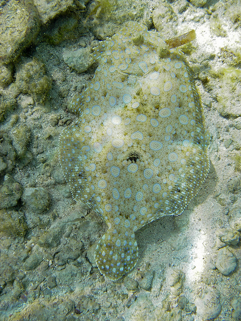 Peacock flounder camouflaging to a medium-colored background, from creative commons, photo by Brian Gratwicke