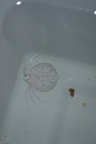 Peacock flounder larva, photo credit to Dr. Gretchen Gerrish