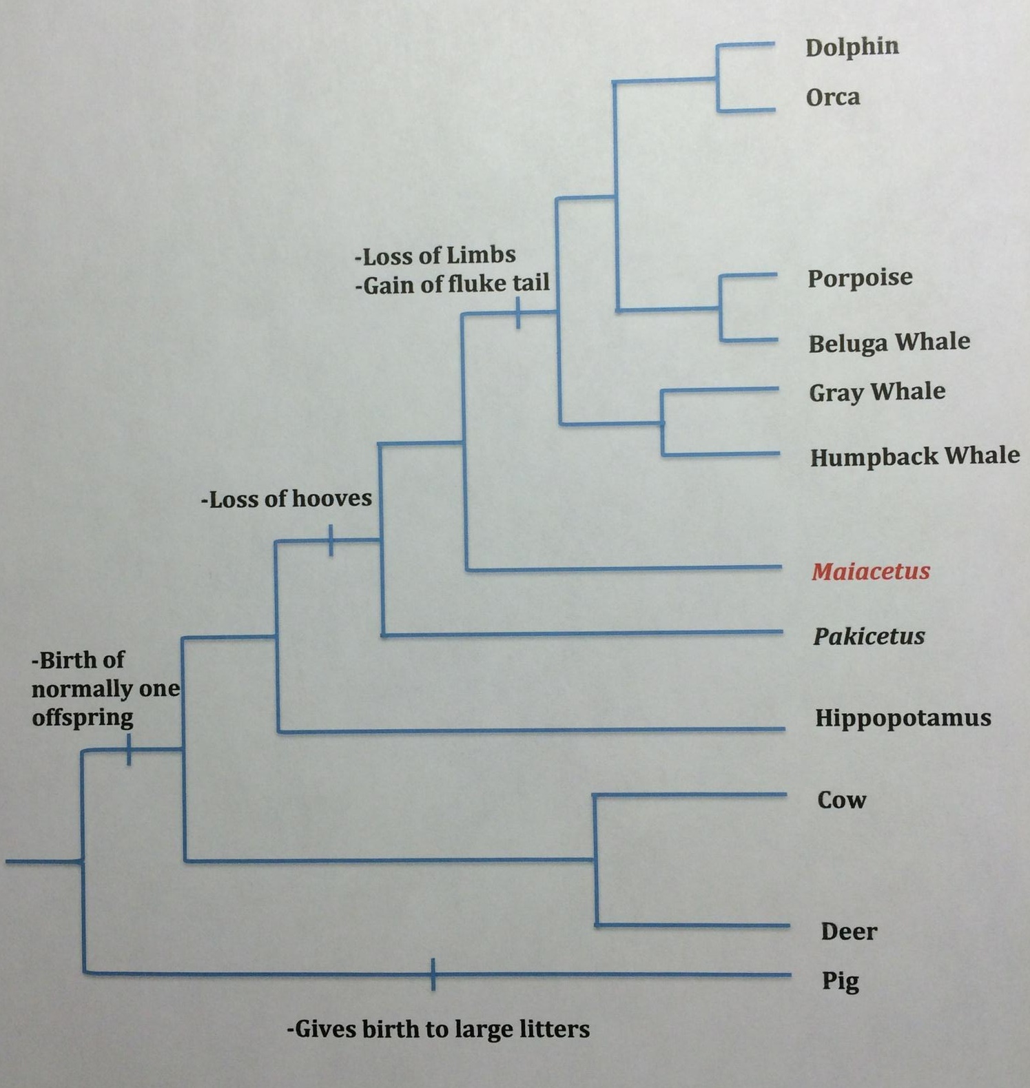 Phylogenetic tree of Good Mother Whale with closest relatives. Used with permission from Bamfield Marine Sciences Centre.