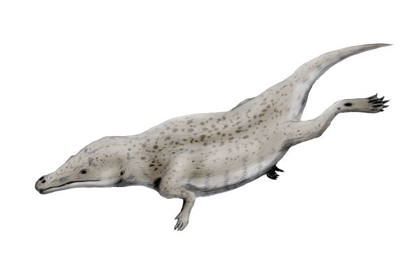 http://www.palaeocritti.com/by-group/eutheria/cetacea/archaeoceti/maiacetus
