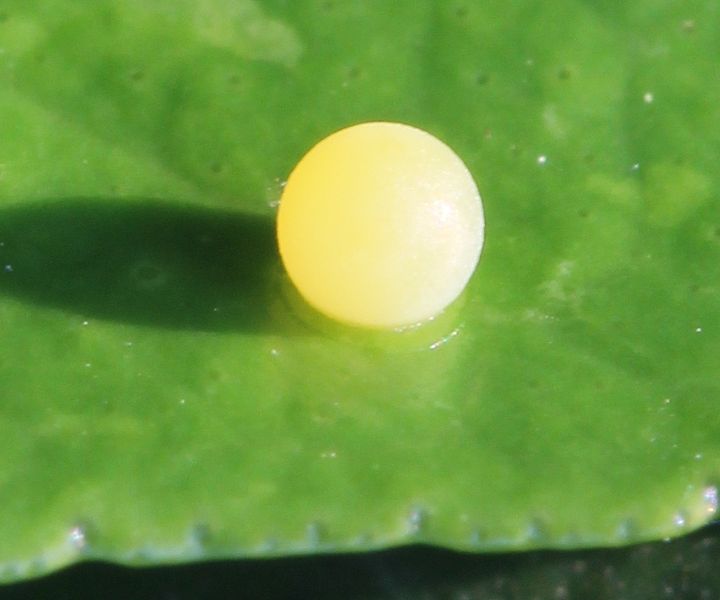 Egg of Papilio xuthus butterfly