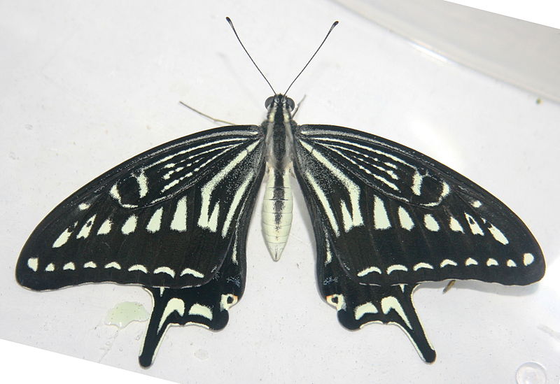 Superior view of P. xuthus butterflly