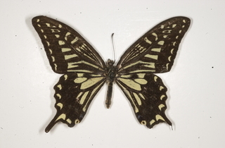 Asian Swallowtail, black and light yellow