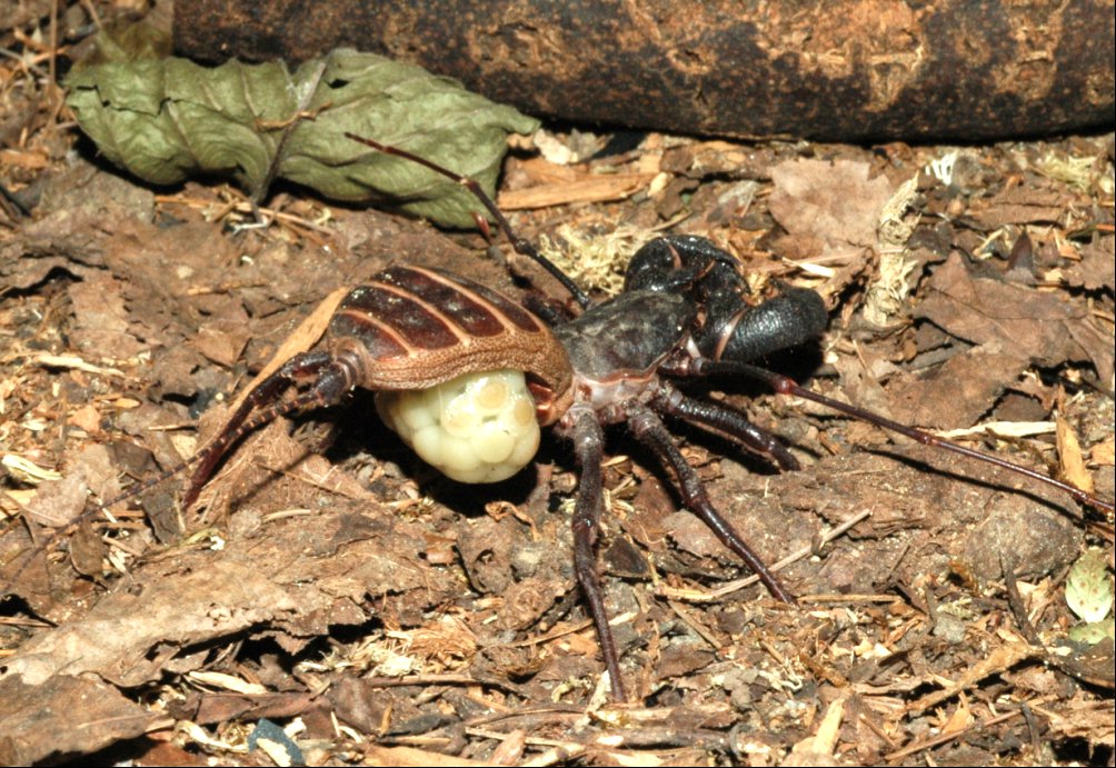 Female Mastigoproctus with egg sac. Taken from Wikipedia Commons.