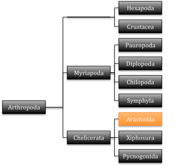 Phylogenetic tree of Athropods. Tree created by Jacob Faultersack. Information for tree from Tree of Life Web Project.