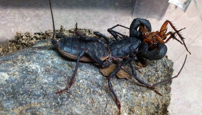M. giganteus eating a cockroach. Used with permission. © Paul E. Marek.