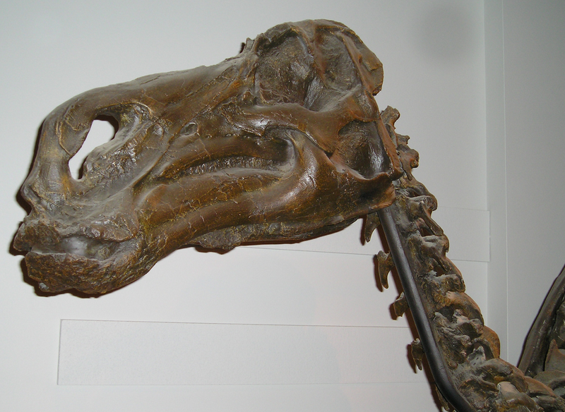 Maiasaura peeblesorum skull representation
