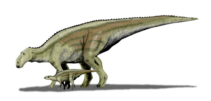 a picture of Maiasaura peeblesorum, the "Good Mother Dinosaur"