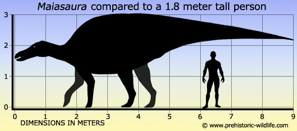 Maiasaura peeblesorum size compared to human size
