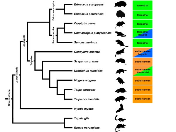 Phylogenetic tree of the Star-nosed Mole and close relatives. Photo credit: Koyabu et al. via scienceopen.com 2011.