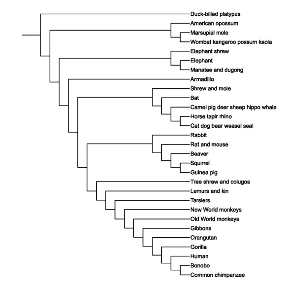 Phylogenetic tree for the Star-Nosed Mole