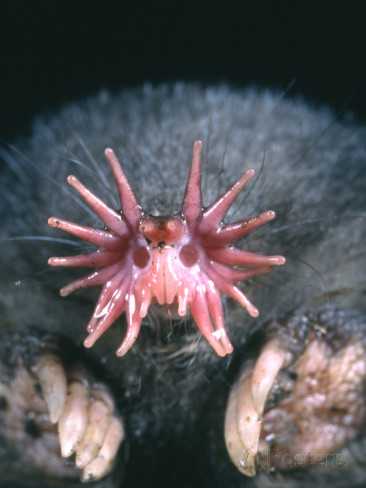 The "star" of the Star-nosed mole. Photo credit: Kenneth Catania 2011.