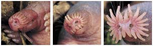 Star Nosed Mole Embryo 