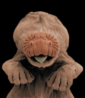 Star Nosed Mole Embryo