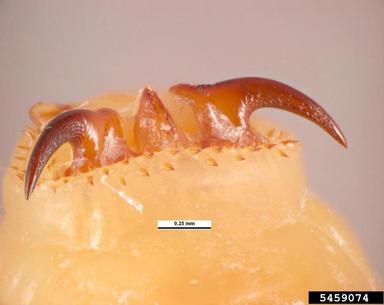 The hook-like mouthpiece of the larvae