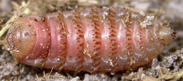 Larva in Pupation Period