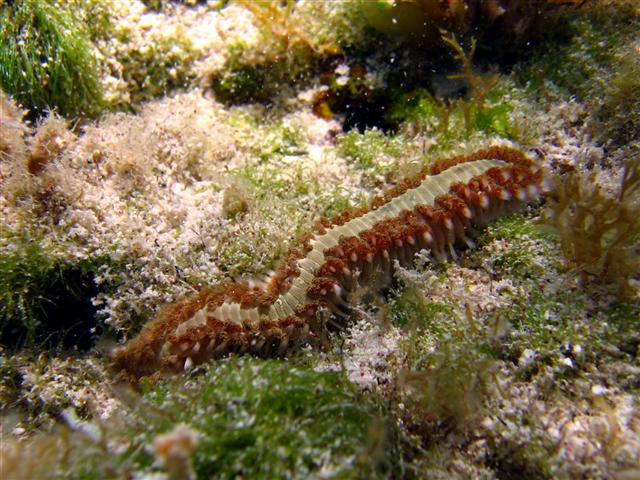 Photograph taken by Colin Ackerman in Grand Cayman of fireworm
