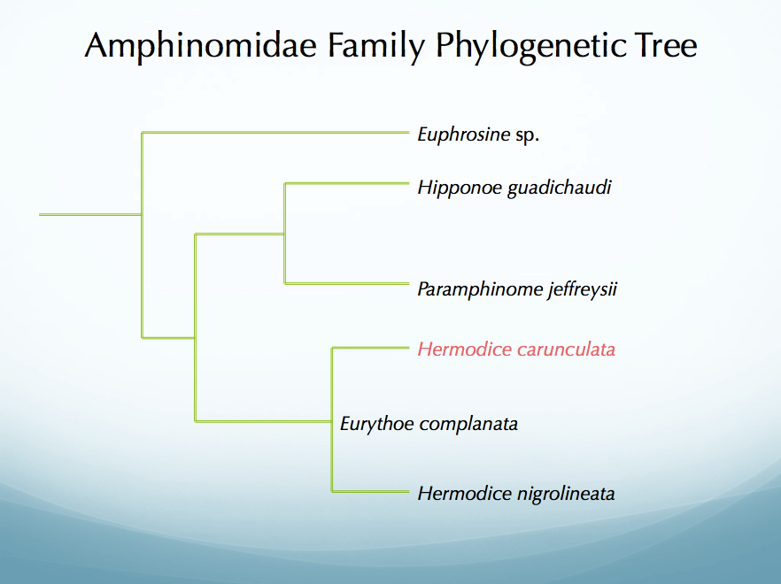 Phylogenetic Tree of Amphinomidae Family