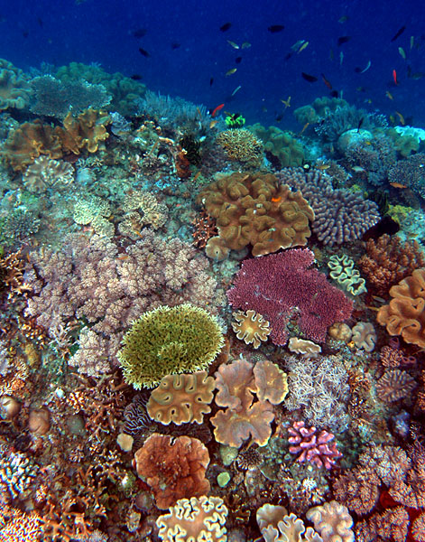 Photograph by Nick Hobgood of coral reef.