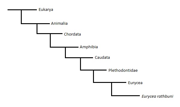 Phylogeny of the Texas Blind Salamander