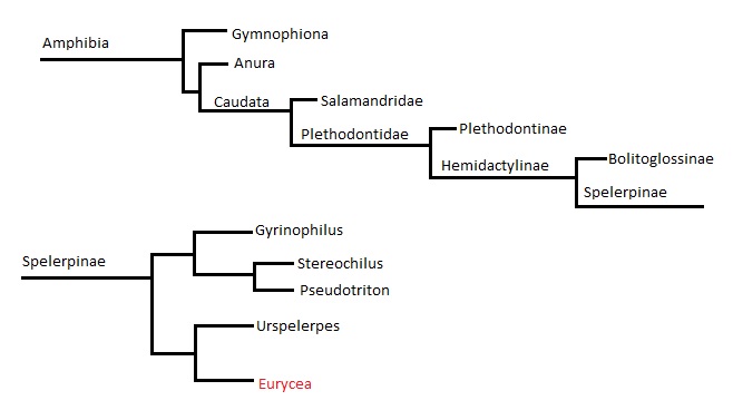 Focused Phylogeny