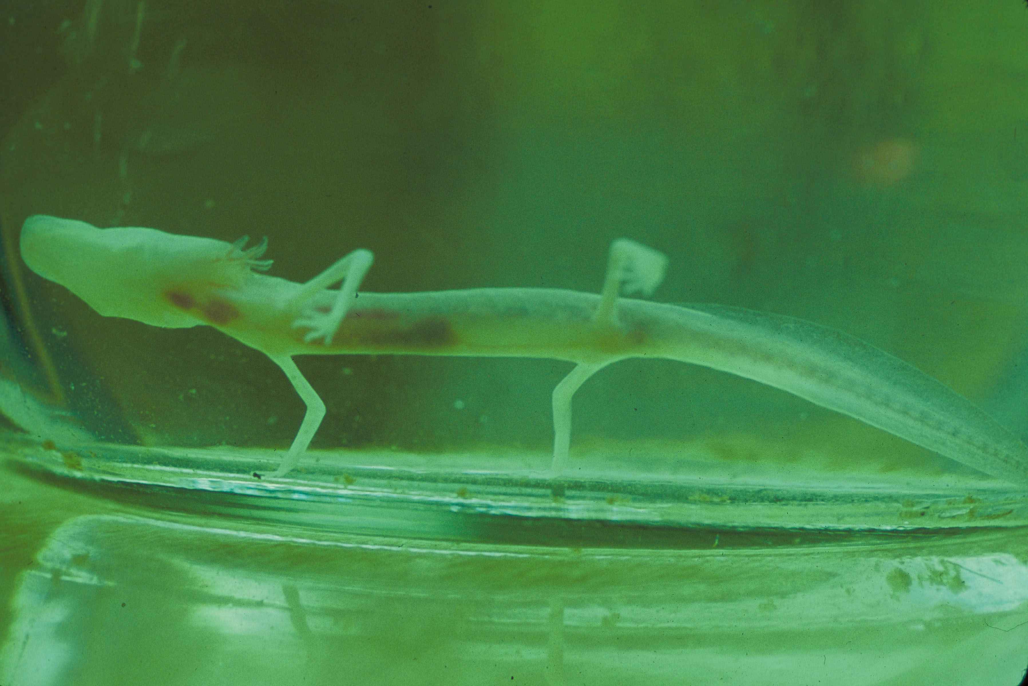 Texas Blind Salamander in a jar