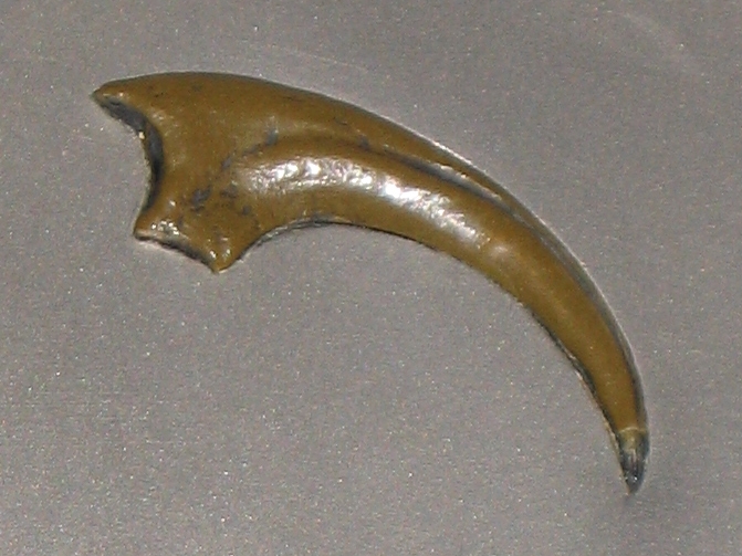 Claw of Velociraptor mongoliensis