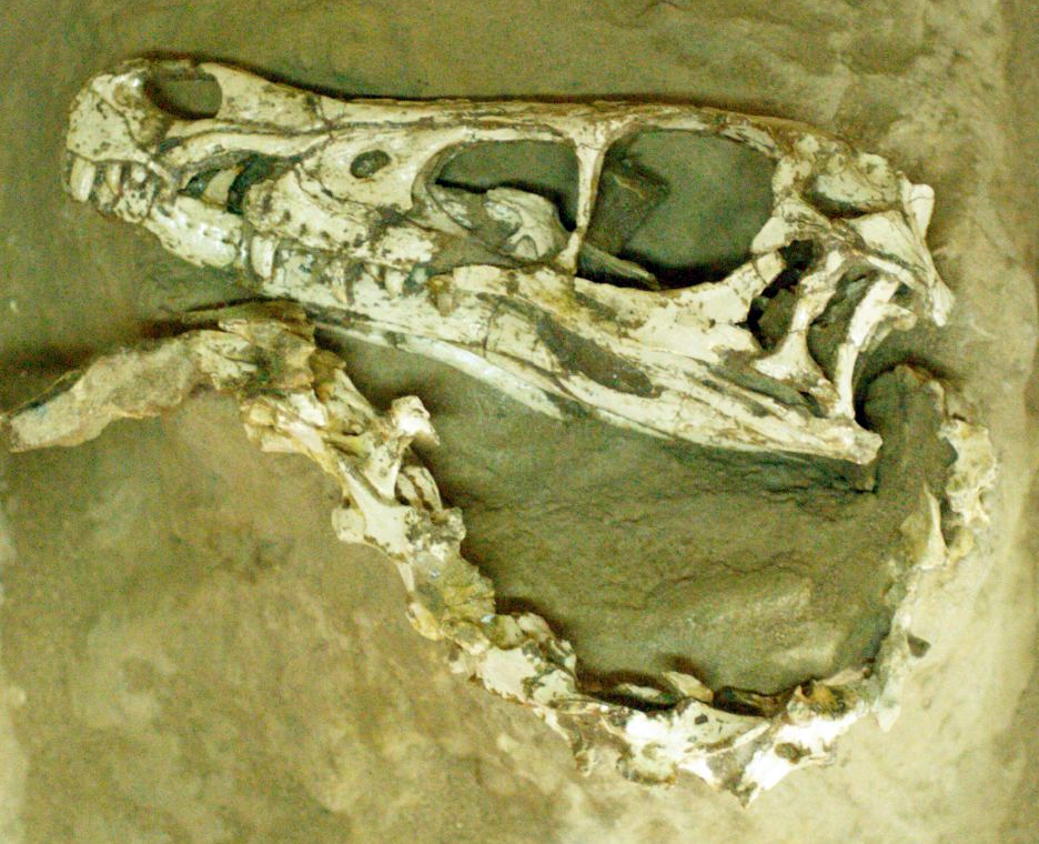 Skull of Velociraptor mongoliensis