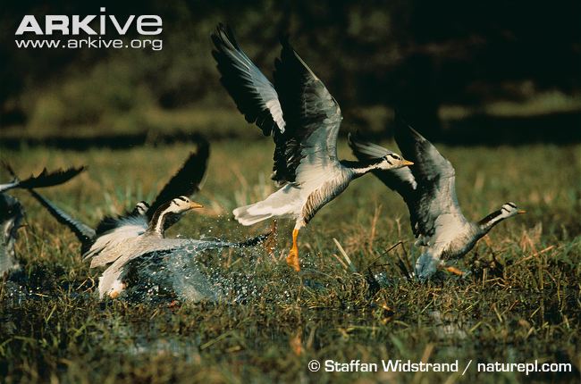 Bar-Headed Geese landing in their habitat