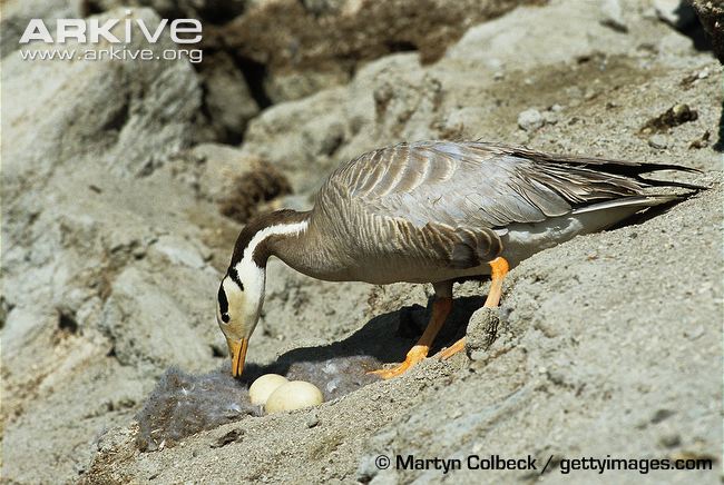 Non-nesting females trick others into raising their young by laying eggs in their nests!