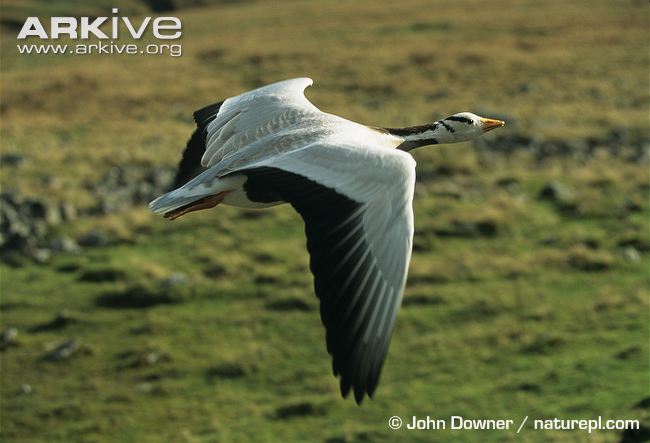 This bar-headed goose ascends using its poweful chest muscles