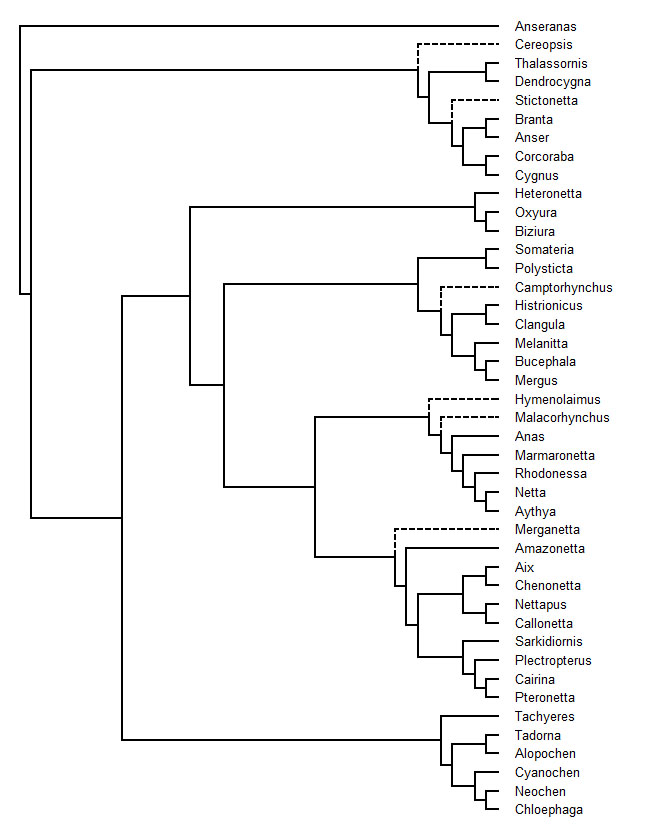 A phylogeny of the Anatidae family, including ducks, geese, swans, and the likes. Source: Wikimedia Commons