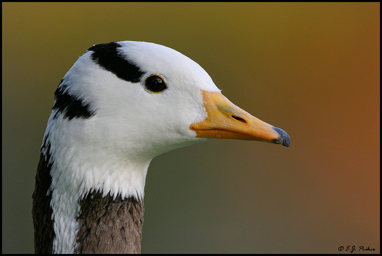 The bar-headed goose flaunts an orange bill. Photographed by E.J. Peiker.