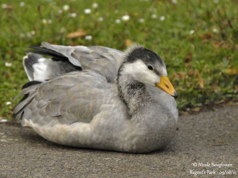 Juvenile Bar-Headed Goose