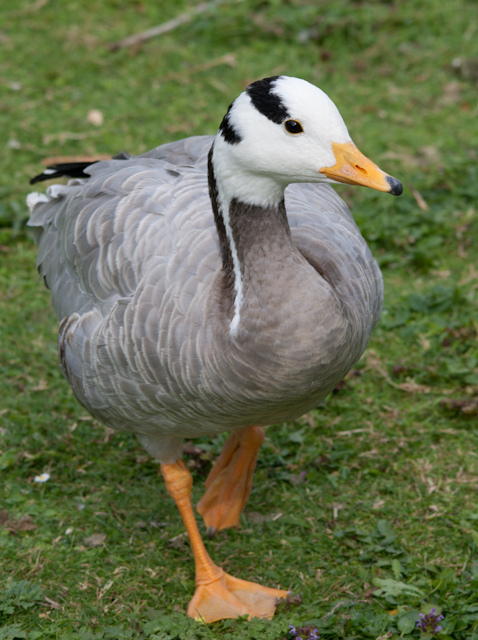 This bar-headed goose puts its webbed foot forward! Source: Thomas-Harris on Flickr