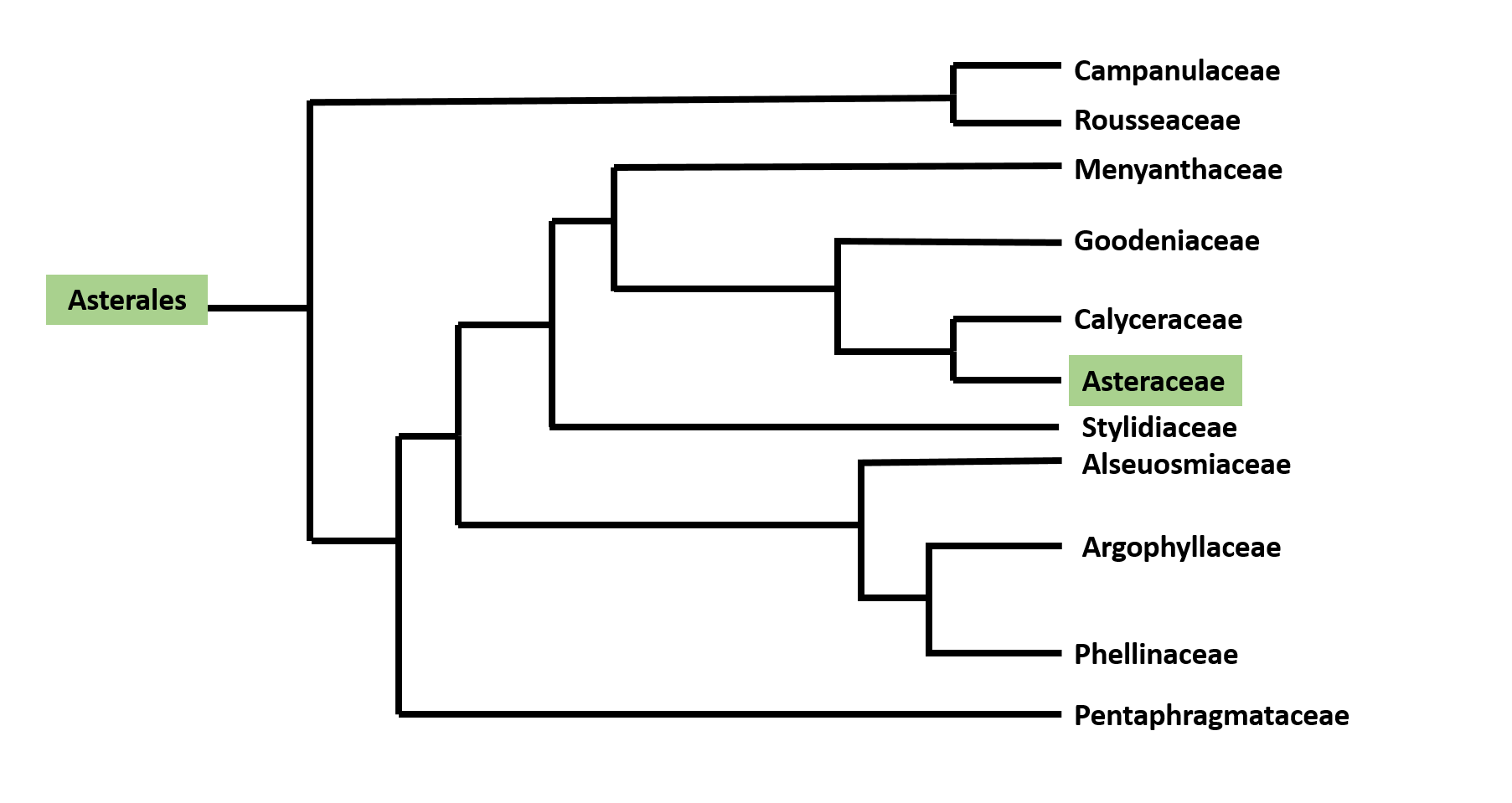 Image: Asterales Phylogenetic Tree. Infomation Couristy of Tree of Life. Created by Joe Glomski