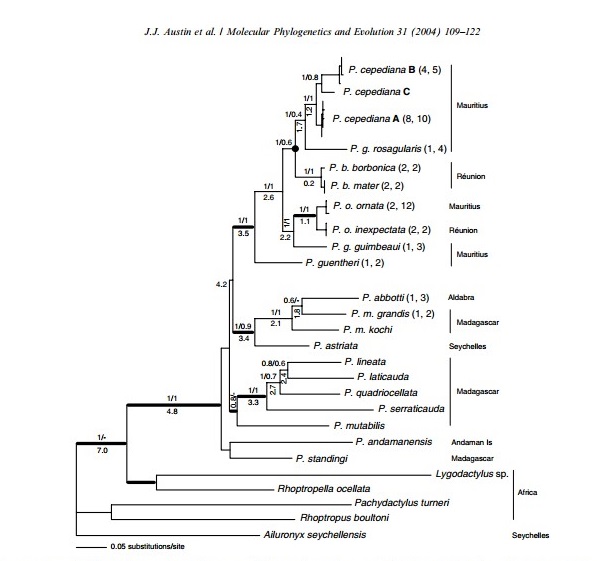 Figure 2. Phelsuma laticauda additional phylogenetic tree