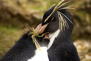 Photographed by Chris Huh. Licensed for reuse. Southern Rockhopper penguins preening. 